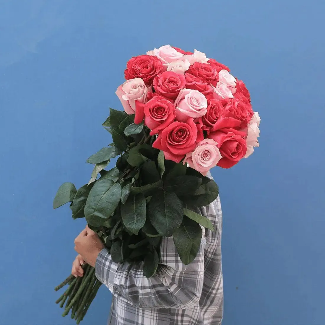 Long Stem White Explosion Roses  | Harvested Fresh 24 Inches